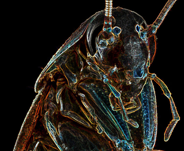 Cucaracha Psicoesfera